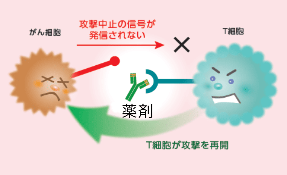 がん細胞とT細胞の画像②